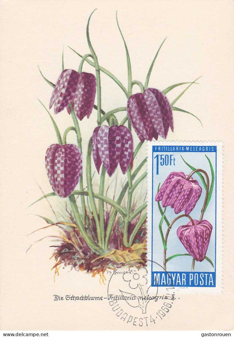 Carte Maximum Hongry Hungary Fleur Flower  Fritillaire Fritillary 1805 - Cartes-maximum (CM)