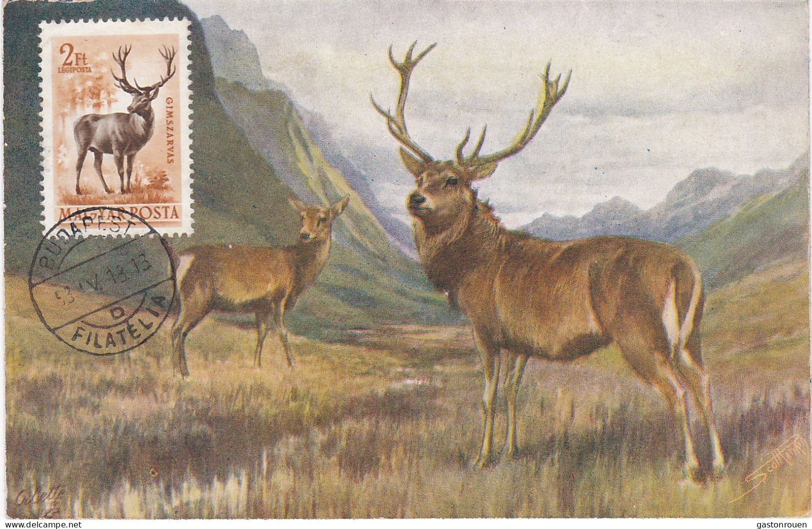 Carte Maximum Hongrie Hungary Cerf Deer Pa145 - Maximumkarten (MC)