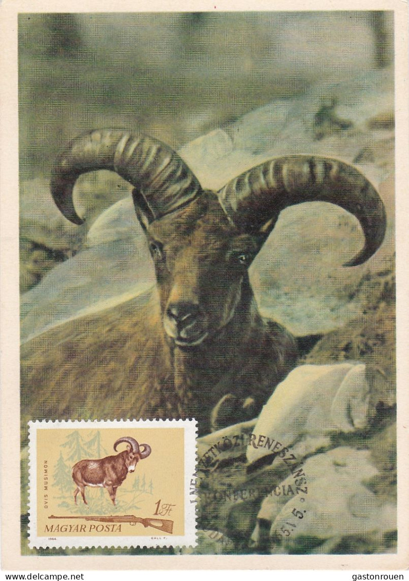 Carte Maximum Hongrie Hungary Chasse Hunting Mouflon  1695 - Maximumkarten (MC)