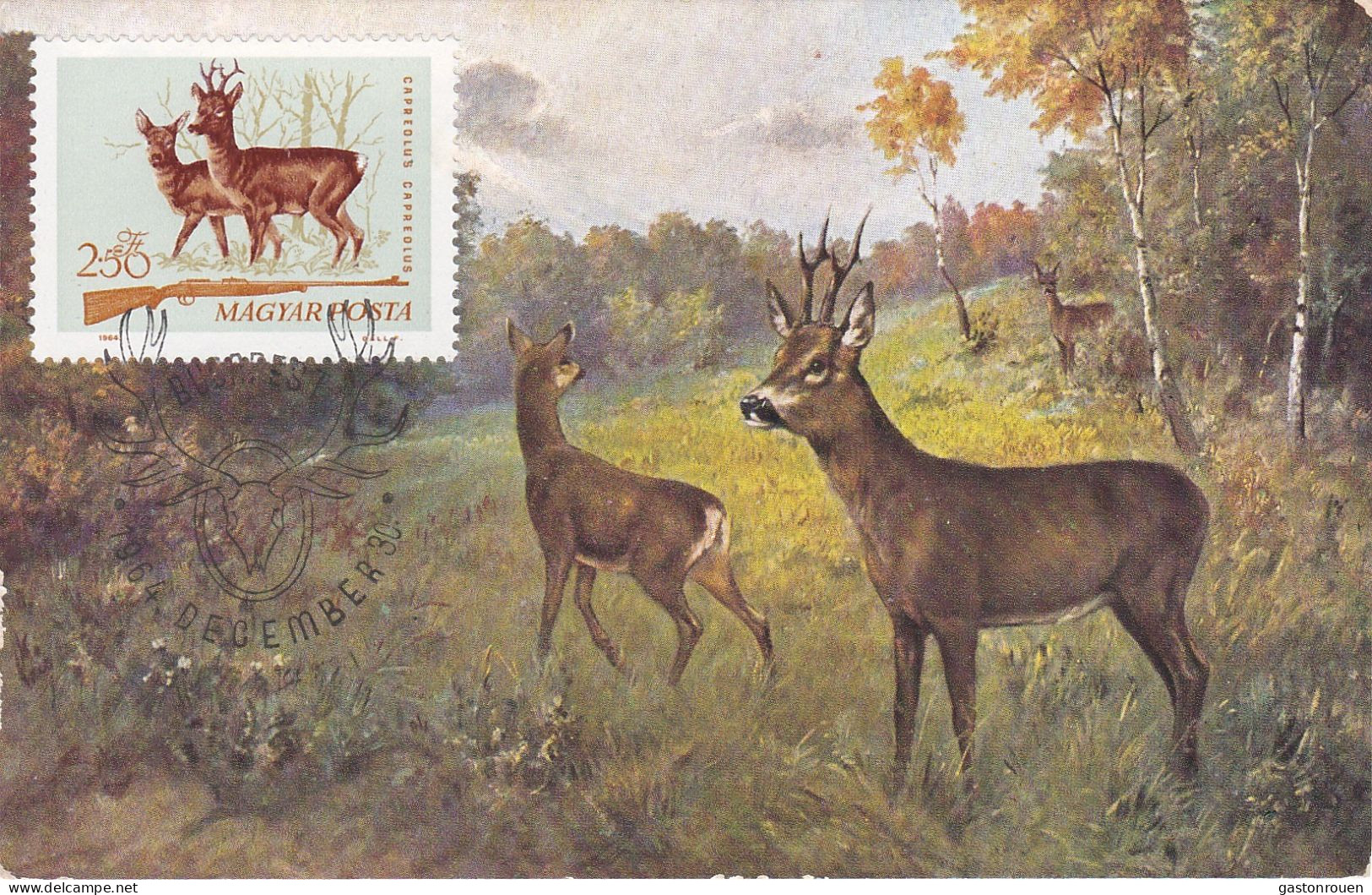 Carte Maximum Hongrie Hungary Chasse Chevreuil Deer 1698 - Cartes-maximum (CM)