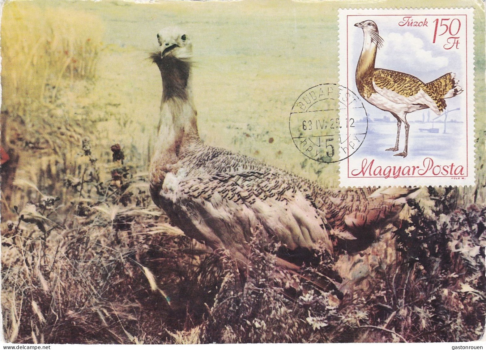 Carte Maximum Hongrie Hungary Oiseau Bird Outarde Bustard 1961 - Cartes-maximum (CM)