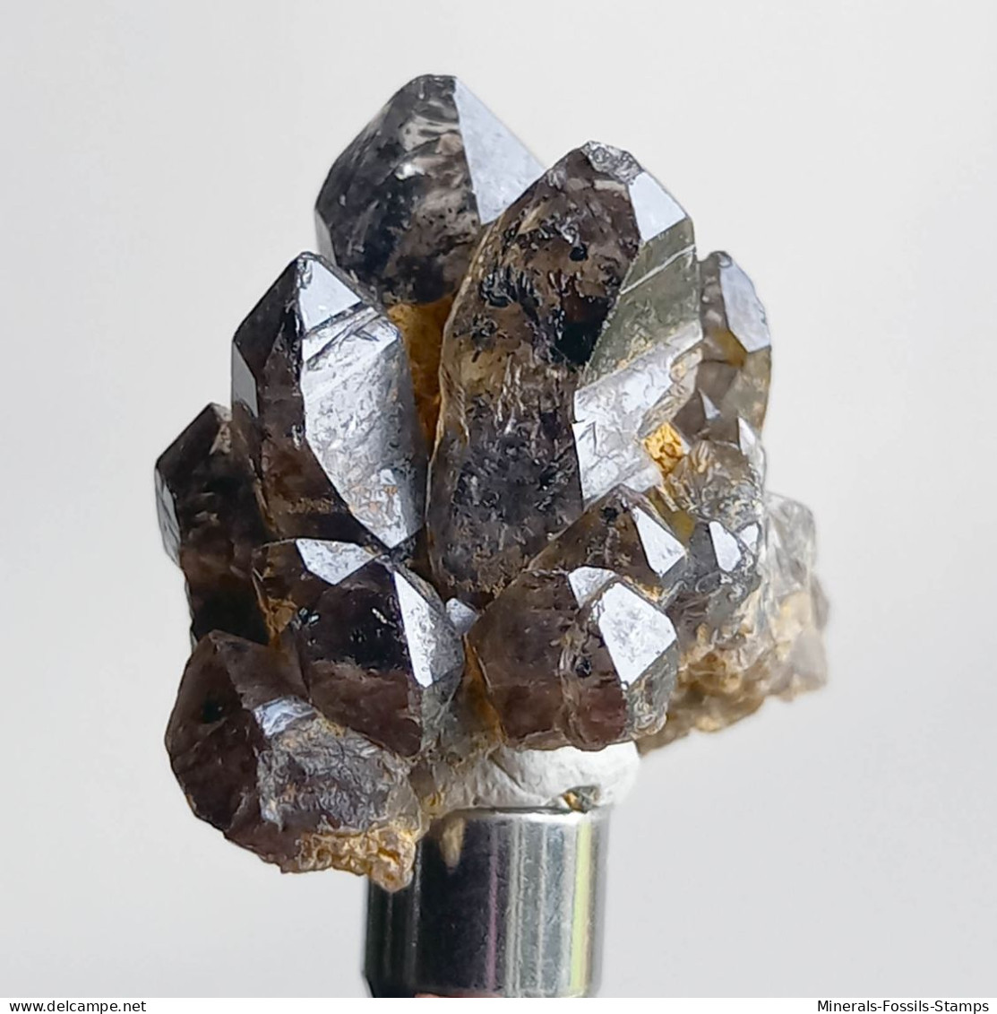 #T35 - Ungewöhnliche RAUCHQUARZ Kristalle (Victoria, Australien) - Mineralien