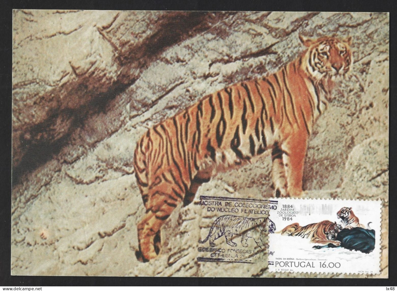 Siberian Tiger 'Panthera Tigris'. Triple Maximum Postcard 100th Yearts The Lisbon Zoo. Siberische Tijger 'Panthera Tigri - Gibier