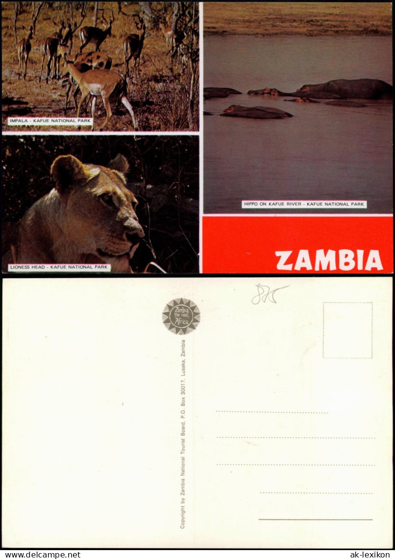 Sambia Zambia IMPALA KAFUE NATIONAL PARK 3 Bild Tiere Africa 1988 - Zambia