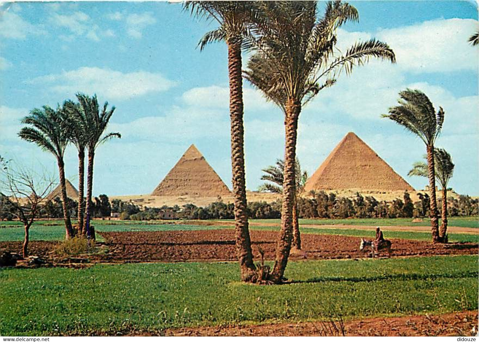 Egypte - Gizeh - Giza - Les Pyramides - The Pyramids - Voir Timbre - CPM - Voir Scans Recto-Verso - Gizeh