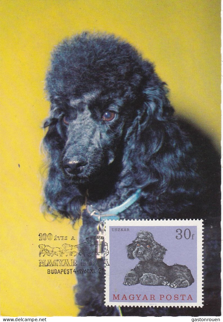 Carte Maximum Hongrie Hungary Chien Dog  Caniche Poodle - Cartes-maximum (CM)