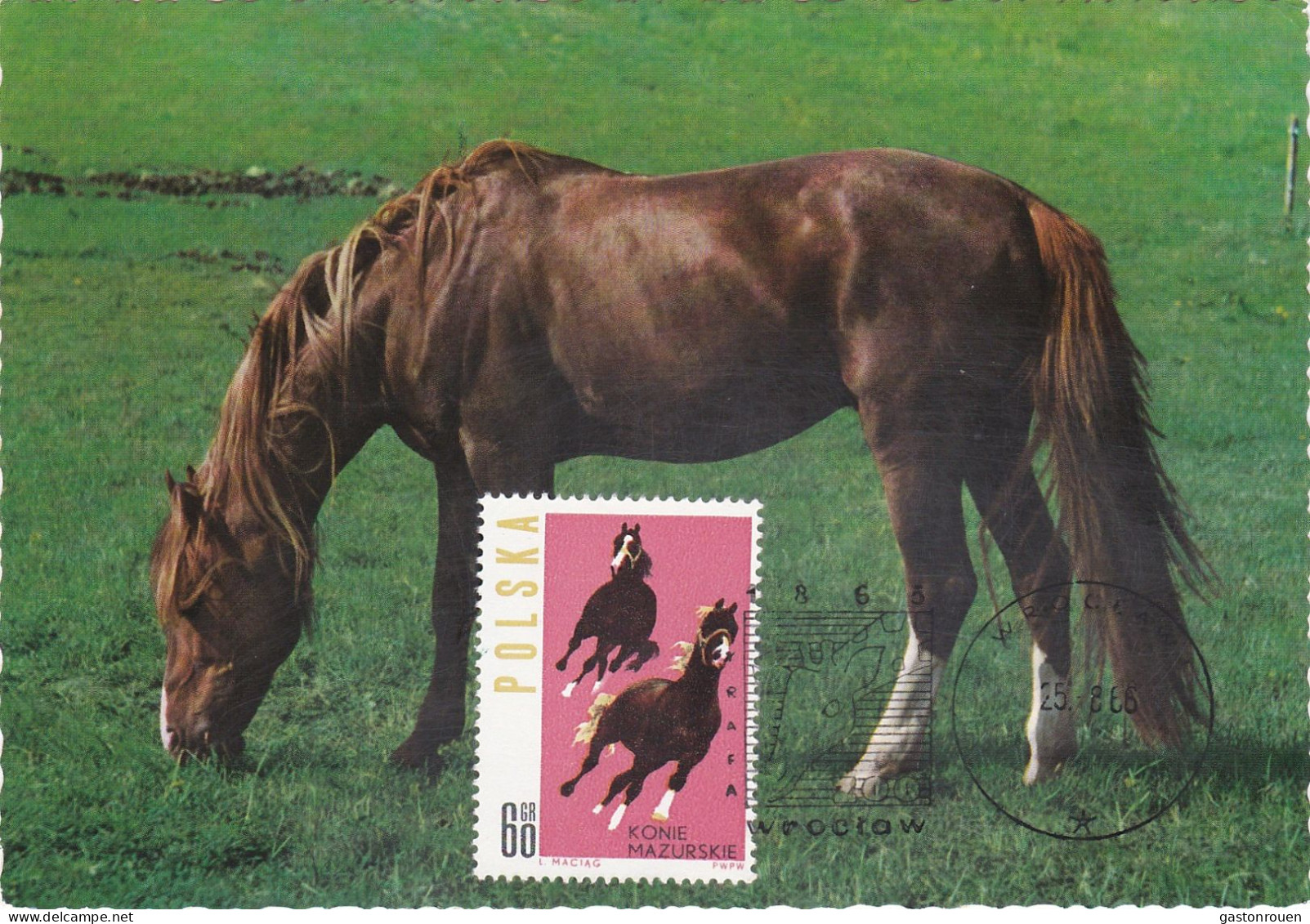 Carte Maximum Hongrie Hungary Cheval Horse 1316 - Cartes-maximum (CM)