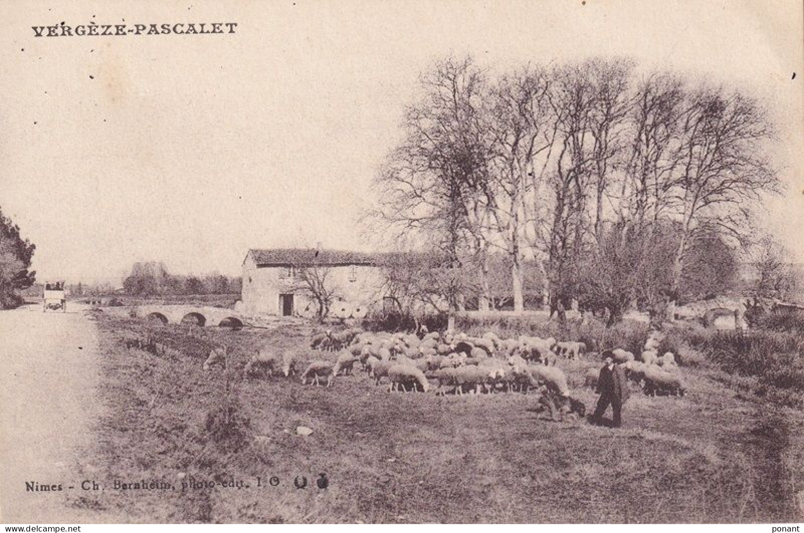 Vergèze -Pascalet Troupeau De Moutons Alentours De Vergèze Calvisson - Vergèze