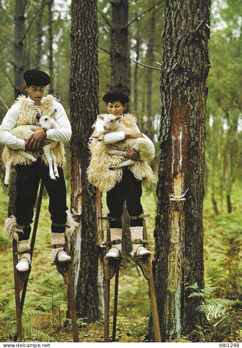 [40] Landes > Groupe Landais Lous Cadetouns Echassier Avec Leur Petits Agneaux - Morcenx