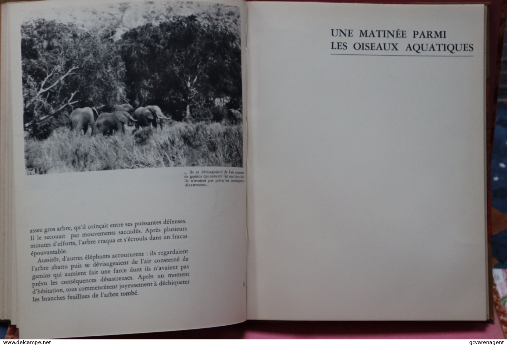 LA PHOTOGRAPHIE DES BETES SAUVAGES / PARMI LES BETES DE LA BROUSSE PAR LEON LIPPENS VOIR DESCRIPTION ET IMAGES - Fotografie