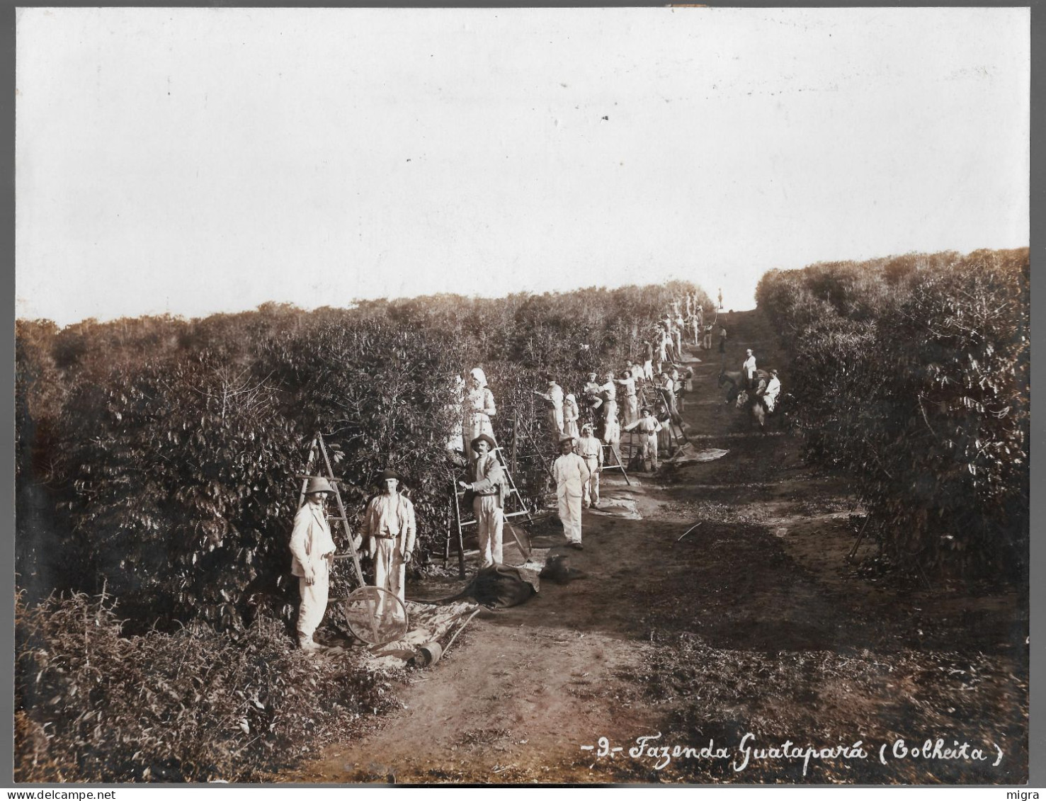 Brasile Brasil Brésil - Sao Paulo - Caffè - Fazenda "Guataparà" - Colheita - Photo Cm. 27,5 X 21,0 - America