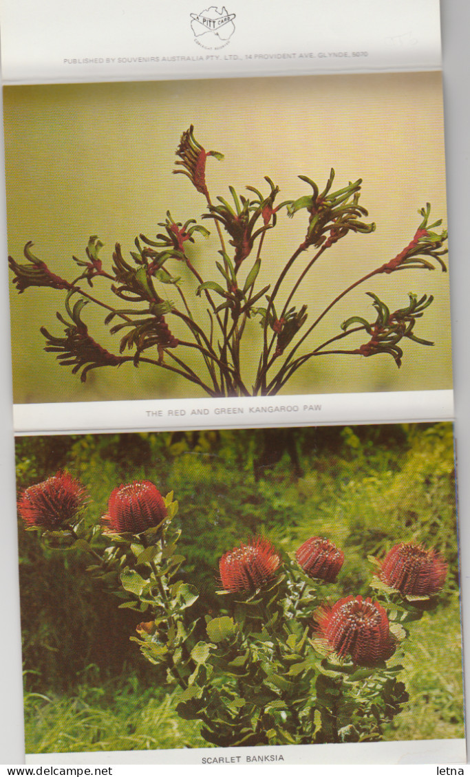 WESTERN AUSTRALIA WA PITT Souvenirs Folder WILDFLOWERS 11 Postcard Views C1980s - Andere & Zonder Classificatie