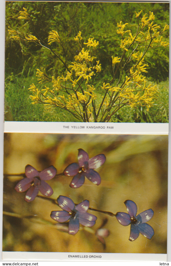 WESTERN AUSTRALIA WA PITT Souvenirs Folder WILDFLOWERS 11 Postcard Views C1980s - Andere & Zonder Classificatie