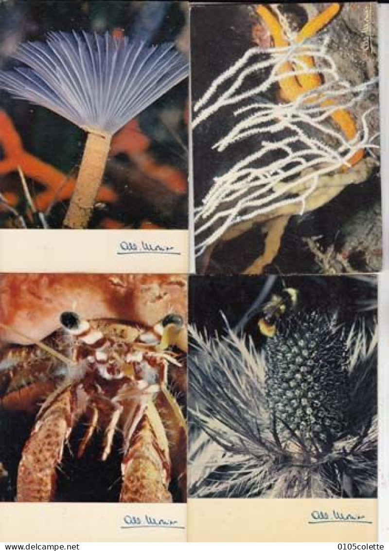 4 Cartes - Photographes - Albert Monier  - Image  De La Nature - PRIX FIXE - ( Cd066) - Monier