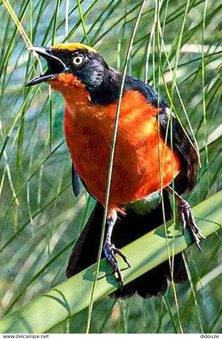 Rwanda - Volcanoes National Park - Oiseaux - Parc Des Volcans - Zoo - CPM - Carte Neuve - Voir Scans Recto-Verso - Rwanda