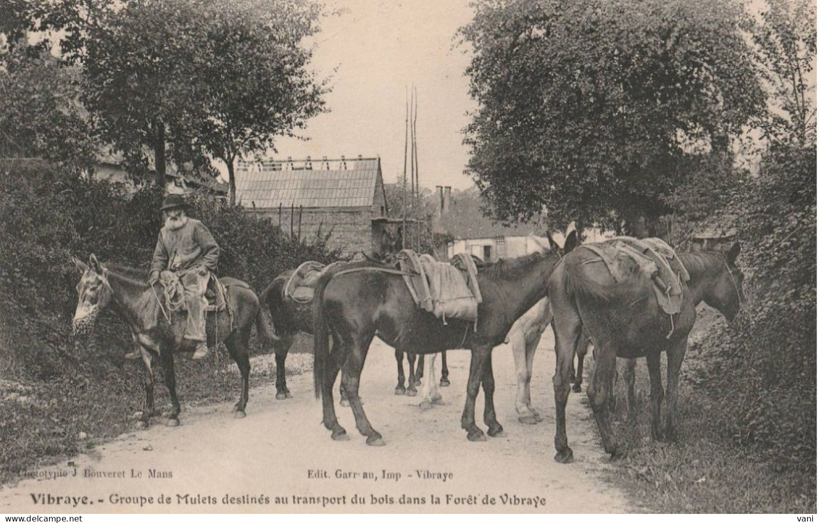 Vibraye Groupe De Mulets Destinés Au Transport Du Bois - Vibraye