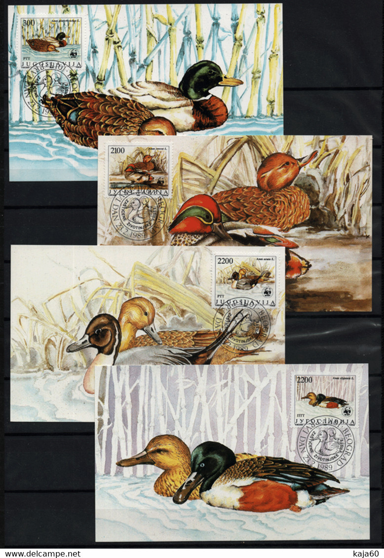 3529 Yugoslavia 1989 Protected Animal, Ducks MC - Cartoline Maximum