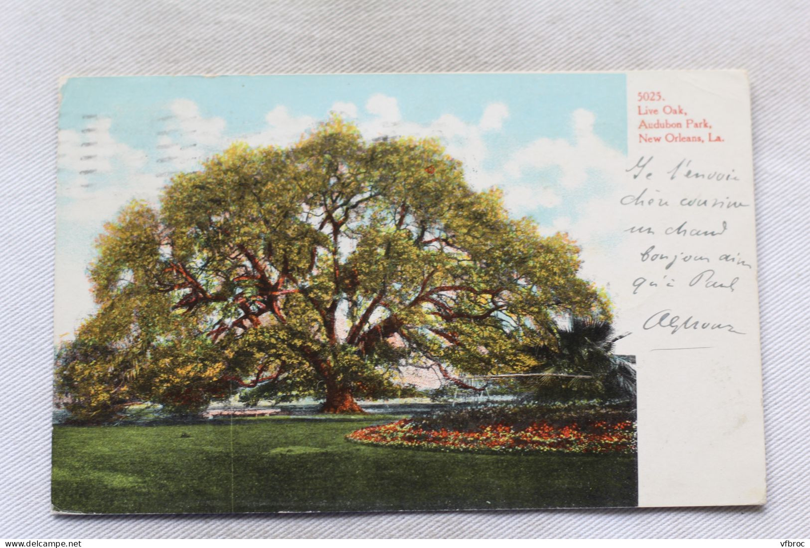 Cpa 1906, New Olreans, Live Oak Audubon Park, USA, Etats Unis - New Orleans