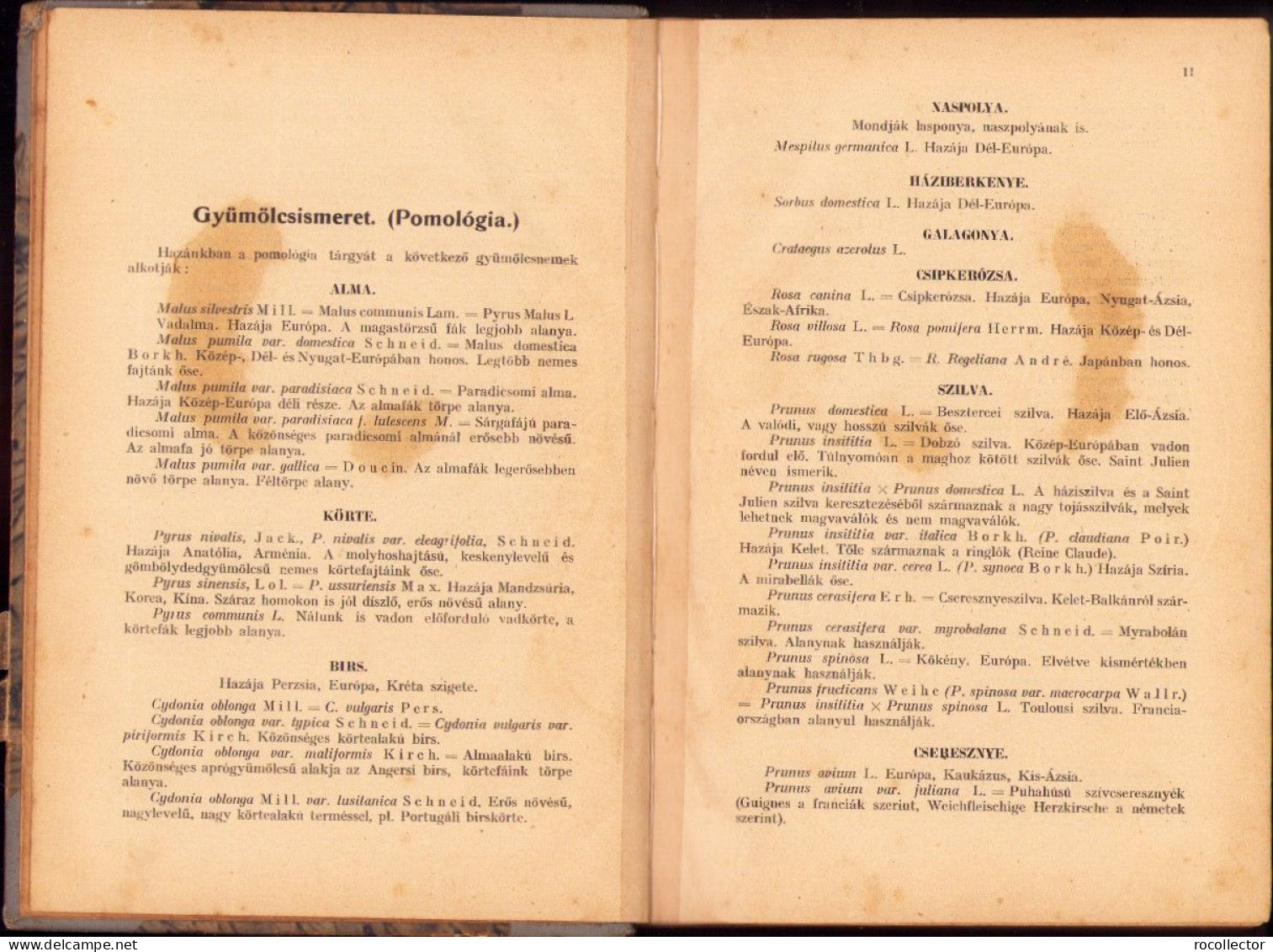 A Gyümölcstermesztés Kézikönyve Irta Mohácsy Mátyás 1936 687SPN - Livres Anciens