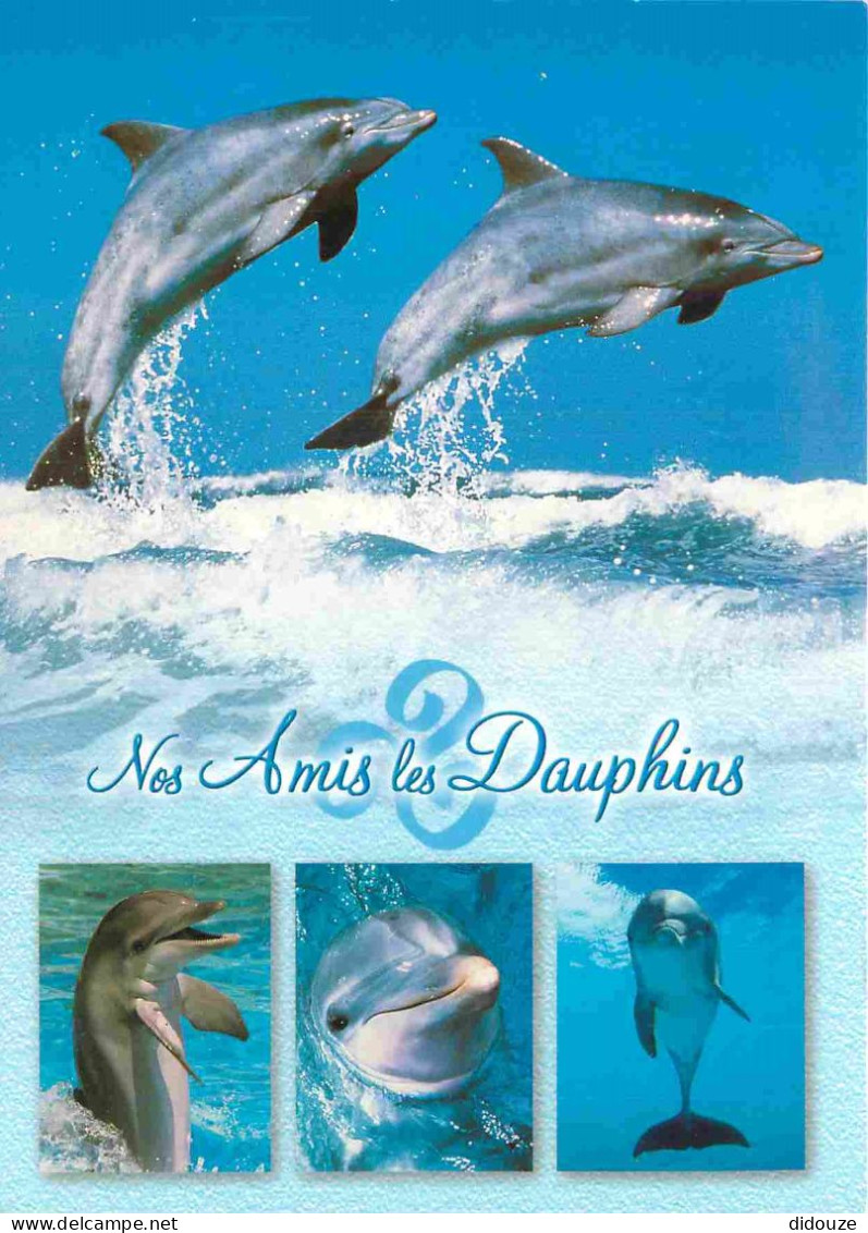 Animaux - Dauphin - Dolphin - CPM - Voir Scans Recto-Verso