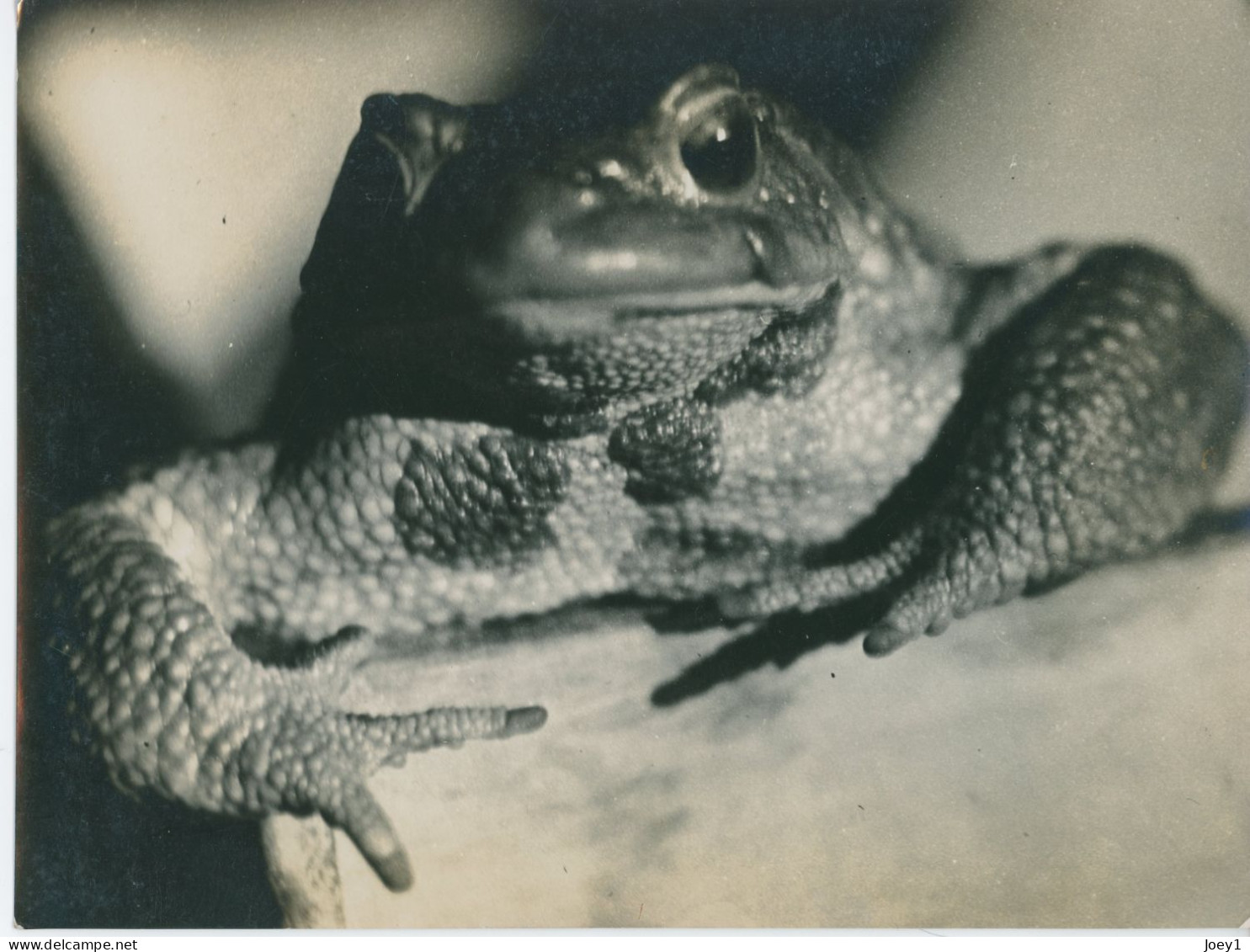 Photo D Un Crapaud De Jean Roubier Format 17/23 - Other & Unclassified