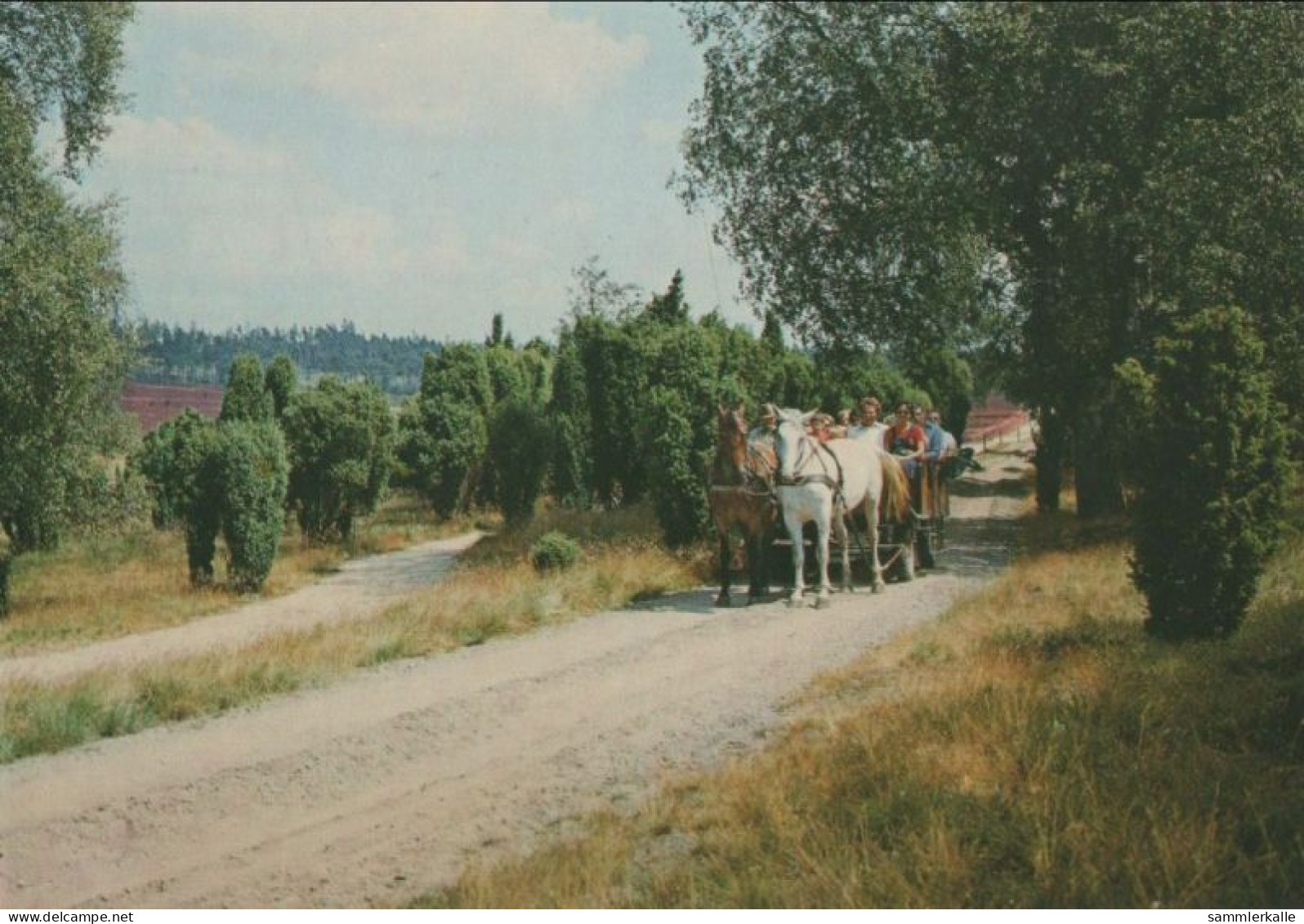 98245 - Lüneburger Heide - Ausfahrt In Der Heidekutsche - Ca. 1975 - Lüneburger Heide