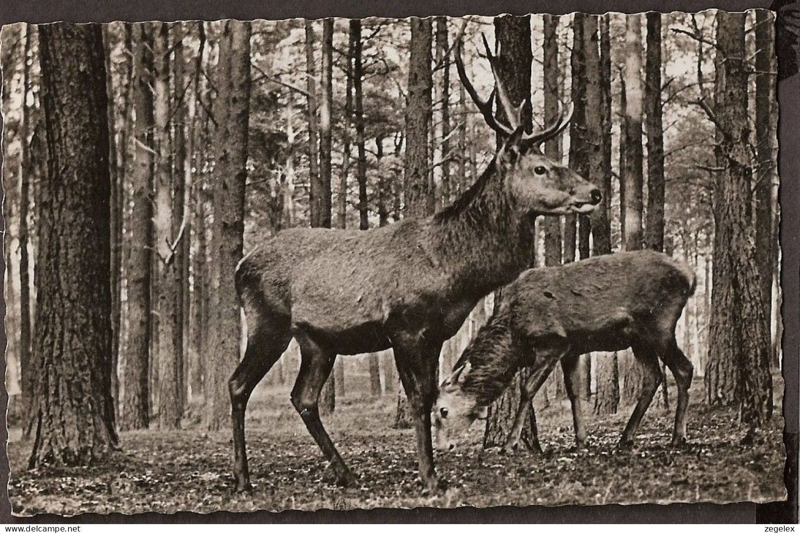 Cerfes Rouges, Edelherten, Red Deer, Rotwild,  - Non Classés