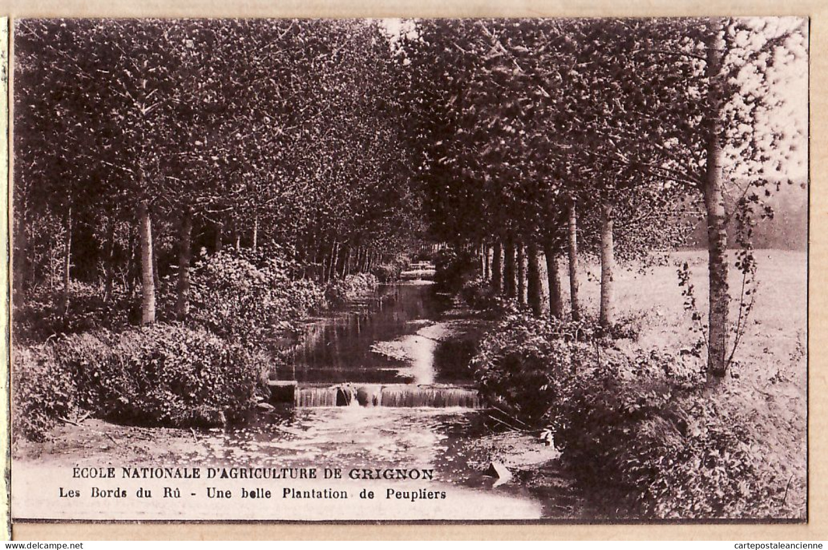 19337 / GRIGNON Yvelines GRIGNON Ecole Nationale Agriculture Bords Du RU Belle Plantation Peupliers IPM 1915s à THEBAUD - Grignon