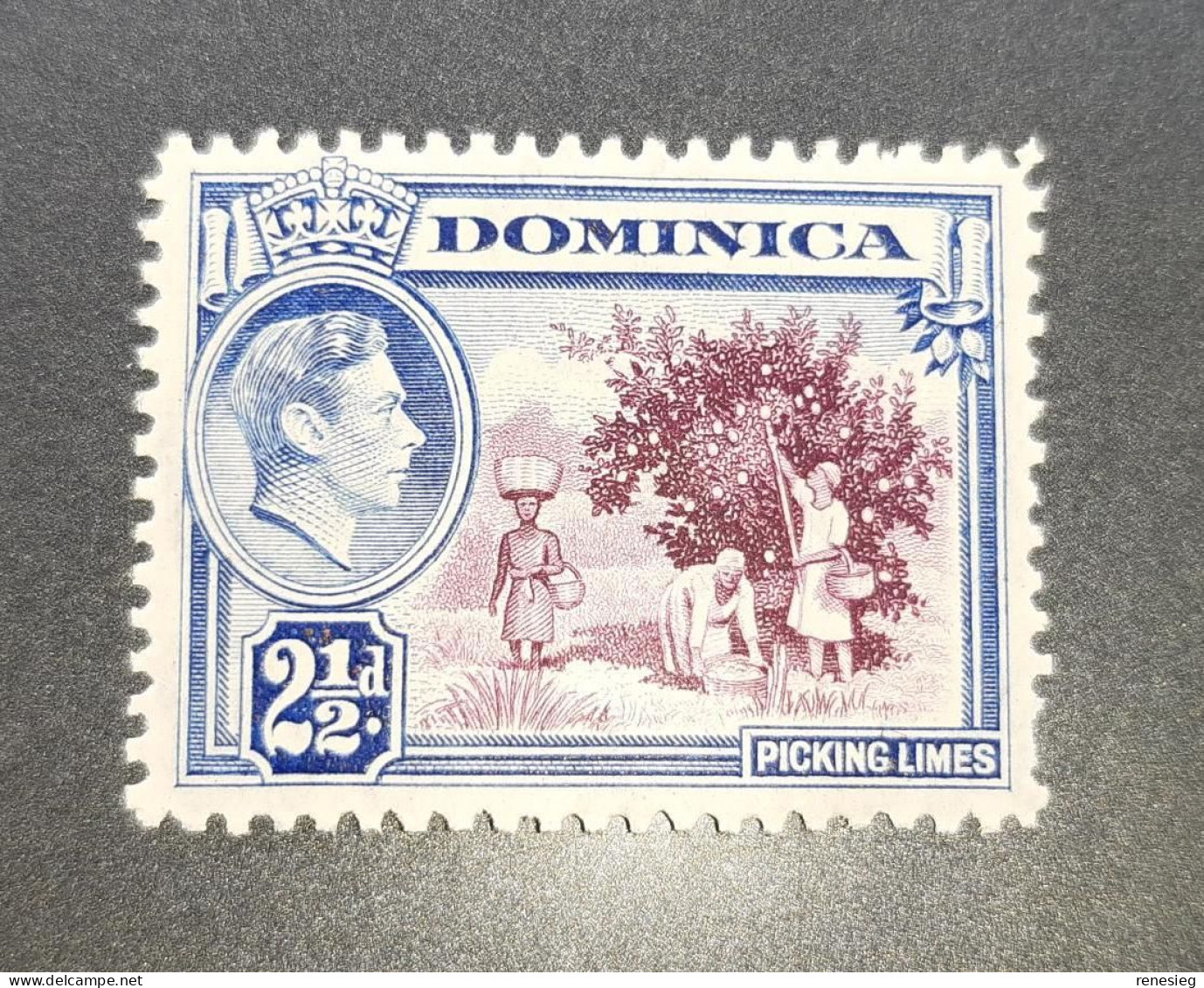 Dominica George VI Yvert 96 MNH - Dominica (...-1978)