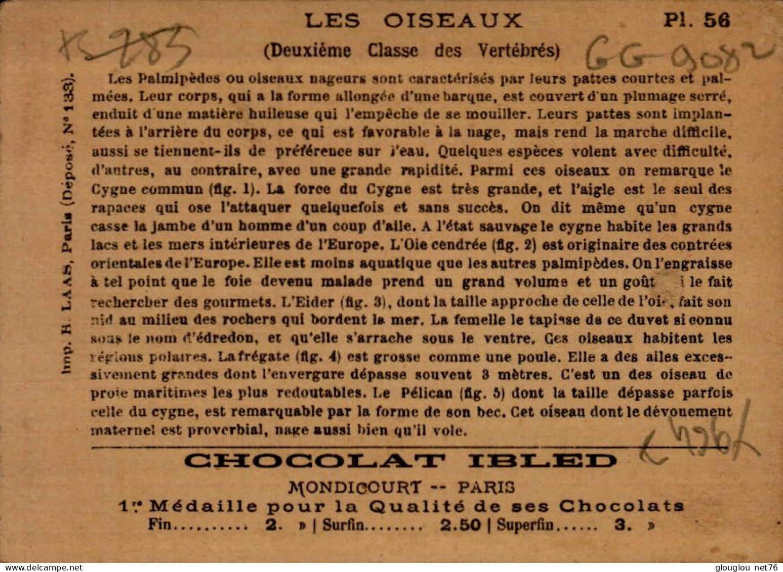 CHROMO...CHOCOLAT IBLED..LES OISEAUX... - Ibled