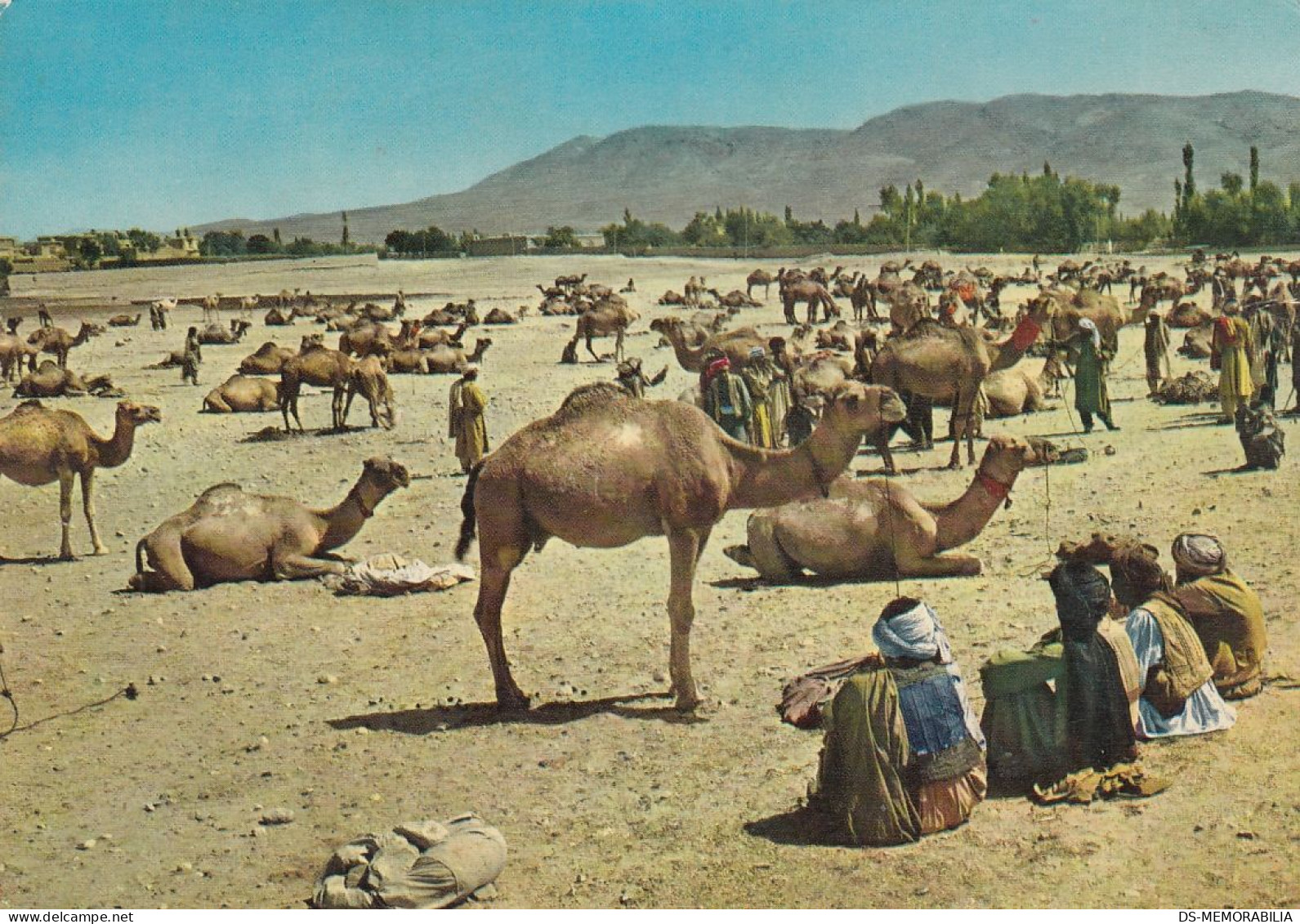 Afghanistan - Stockyard Ghaznee , Camel Market 1971 - Afghanistan