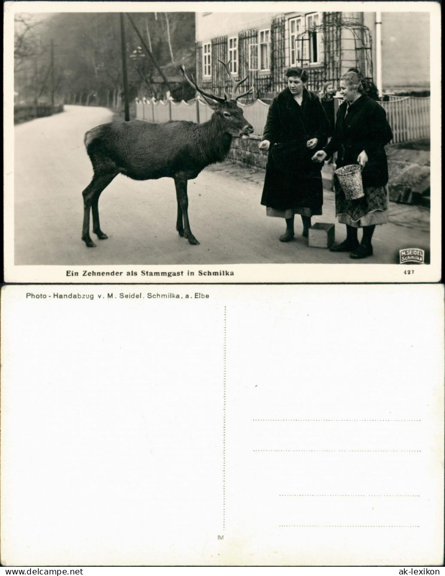 Ansichtskarte Schmilka Zehnender Fütterung Straße M. Seidel Schmilka 1935 - Schmilka