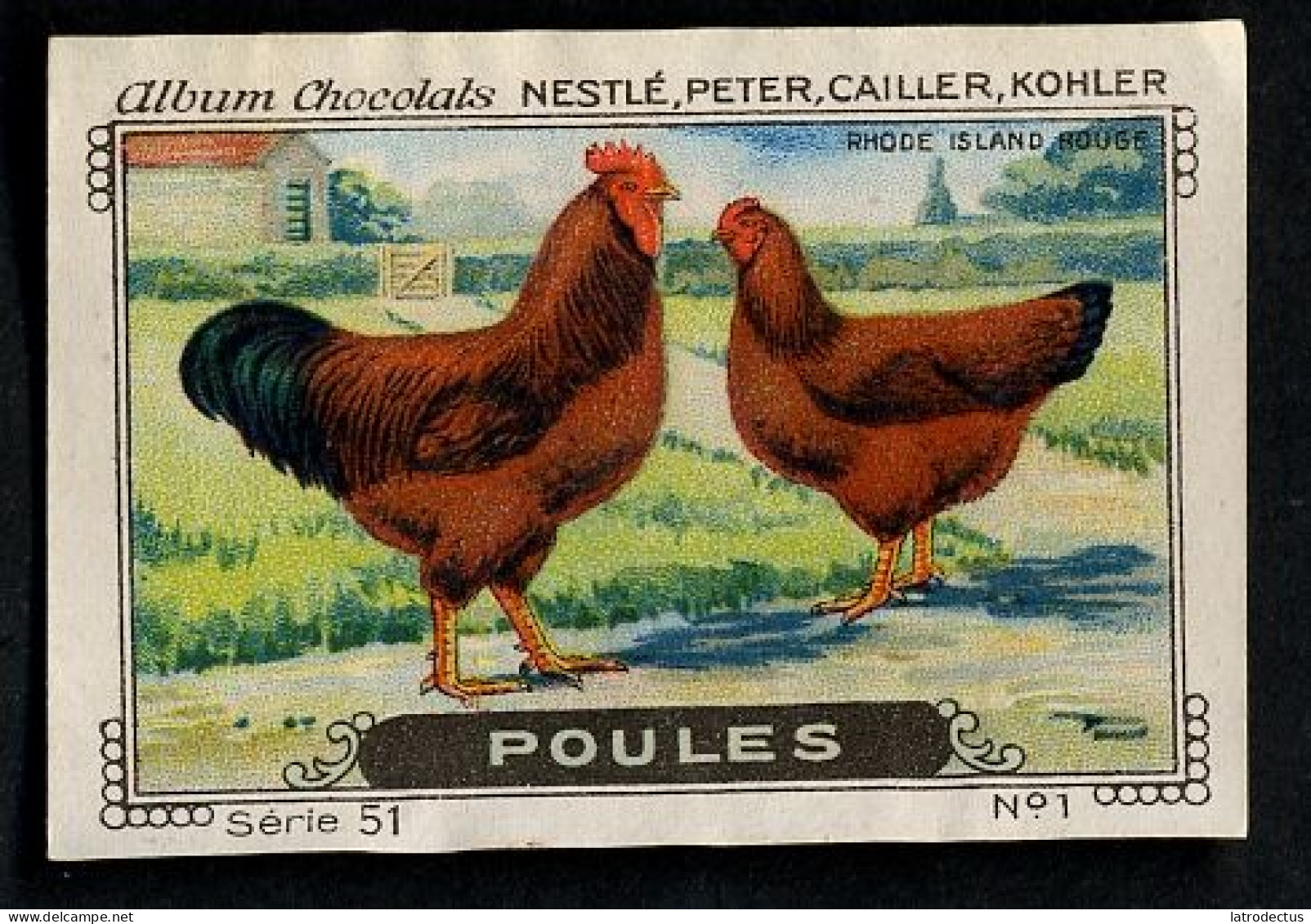 Nestlé - 51 - Poules, Chickens - 1 - Rhode Island Rouge - Nestlé