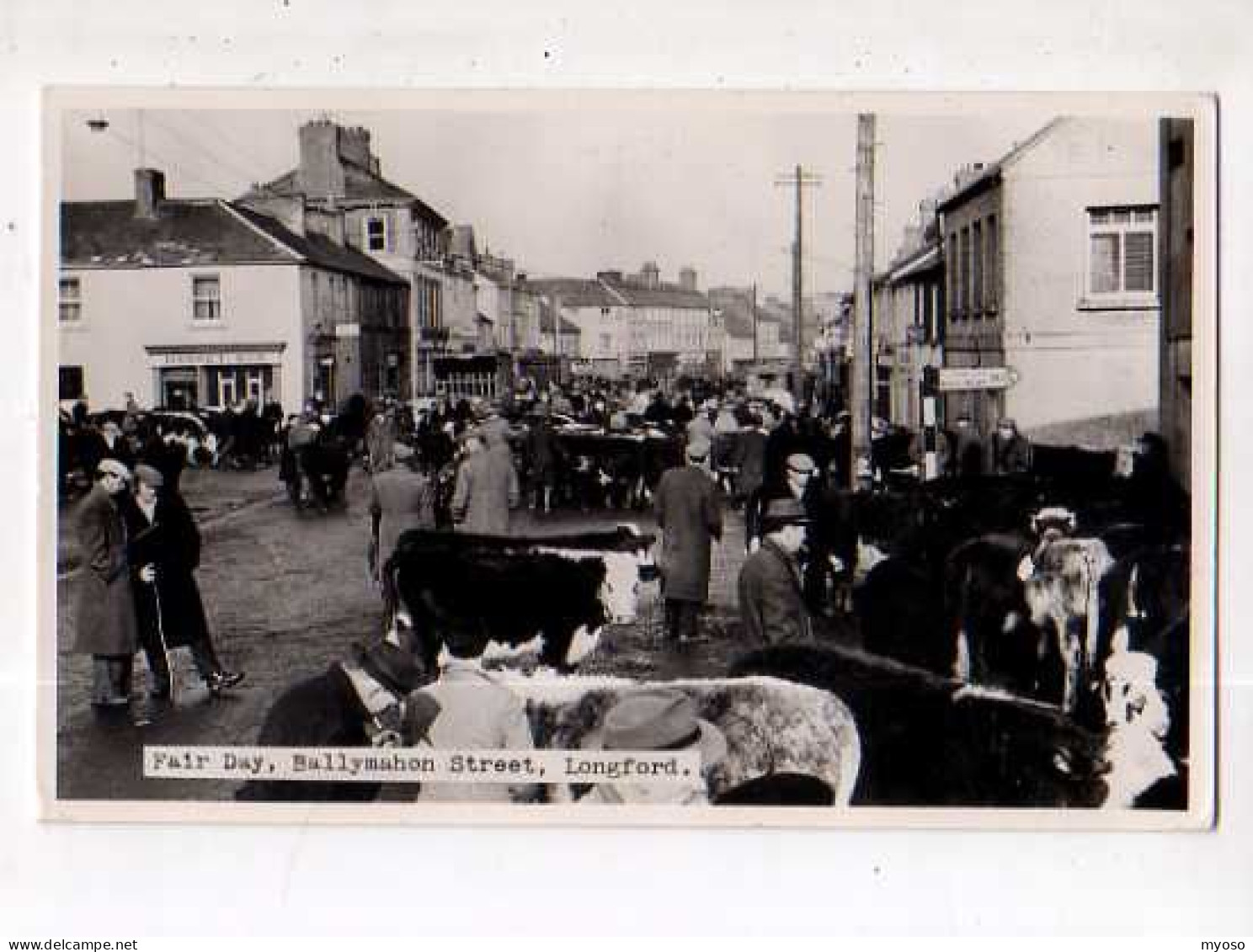 Fair Day Ballymahon Street LONGFORD, Carte Photo, Foire Agricole, Vaches, Carte Photo - Andere & Zonder Classificatie