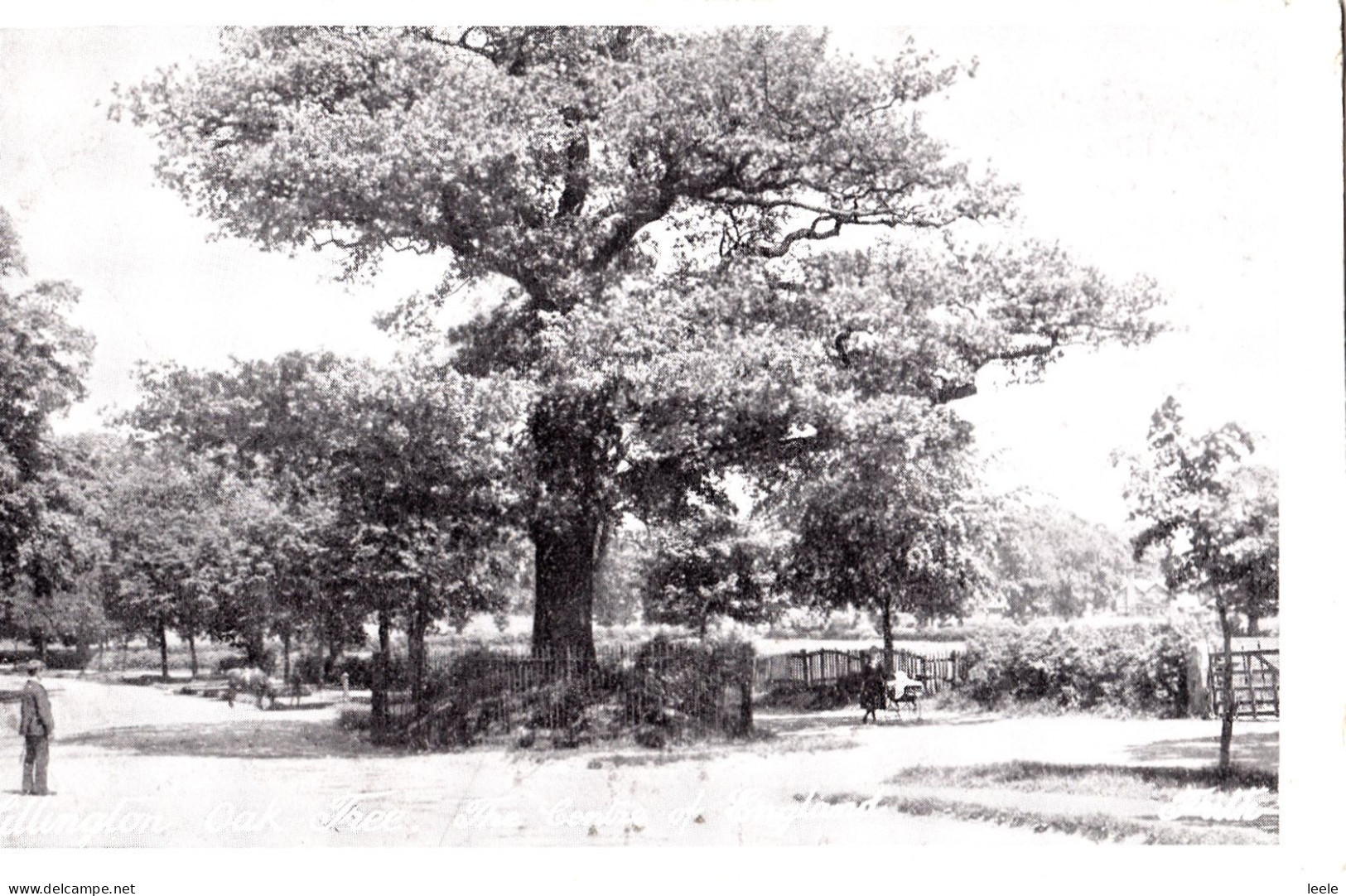 DA57. Vintage Postcard. Lillington Oak Tree, Warwickshire. Centre Of England - Sonstige & Ohne Zuordnung