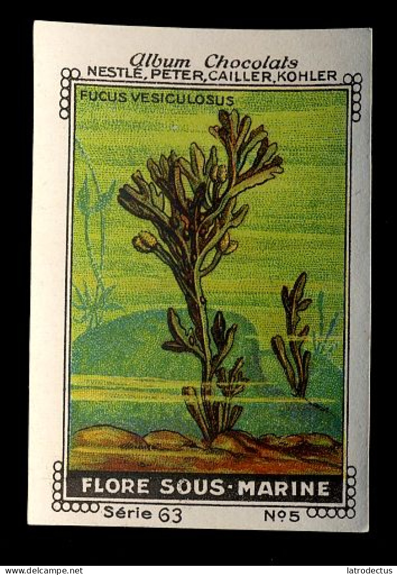 Nestlé - 63 - Flore Sous Marine, Sea Plants - 5 - Fucus - Nestlé