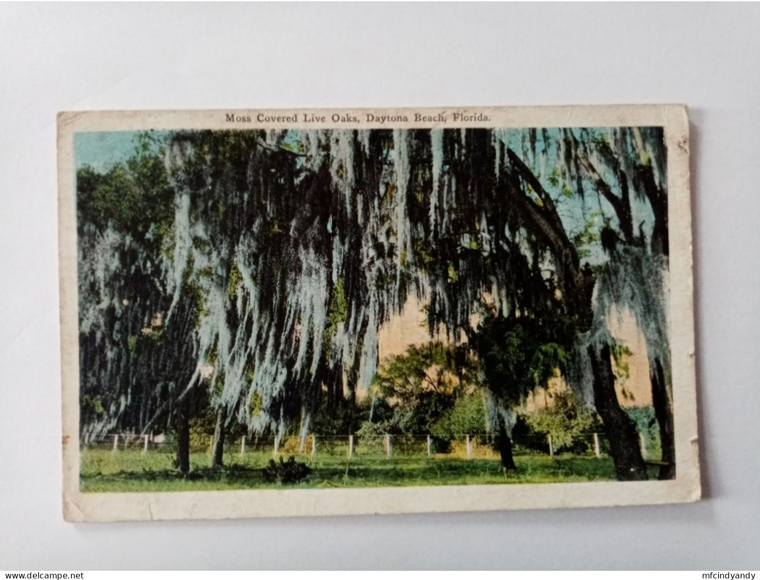 Carte Postale Etrangère - Etats-Unis - Floride, Daytona Beach Moss Covered Live Oaks  (1ie) - Daytona