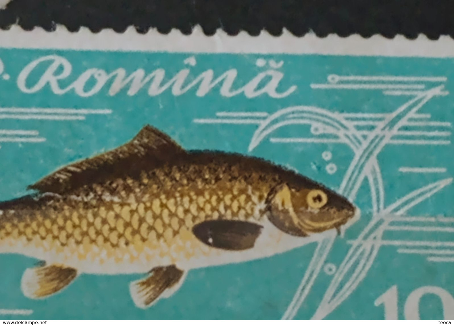 Errors Romania 1960  Mi 1927, FISHES, Crap Printed With Full Circle, Dot, Next To The Letter "ă" Used Stamp - Plaatfouten En Curiosa