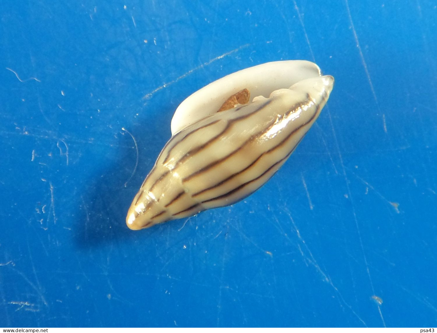 Marginella Cleryi Sénégal  17,5mm GEM N2 - Coquillages