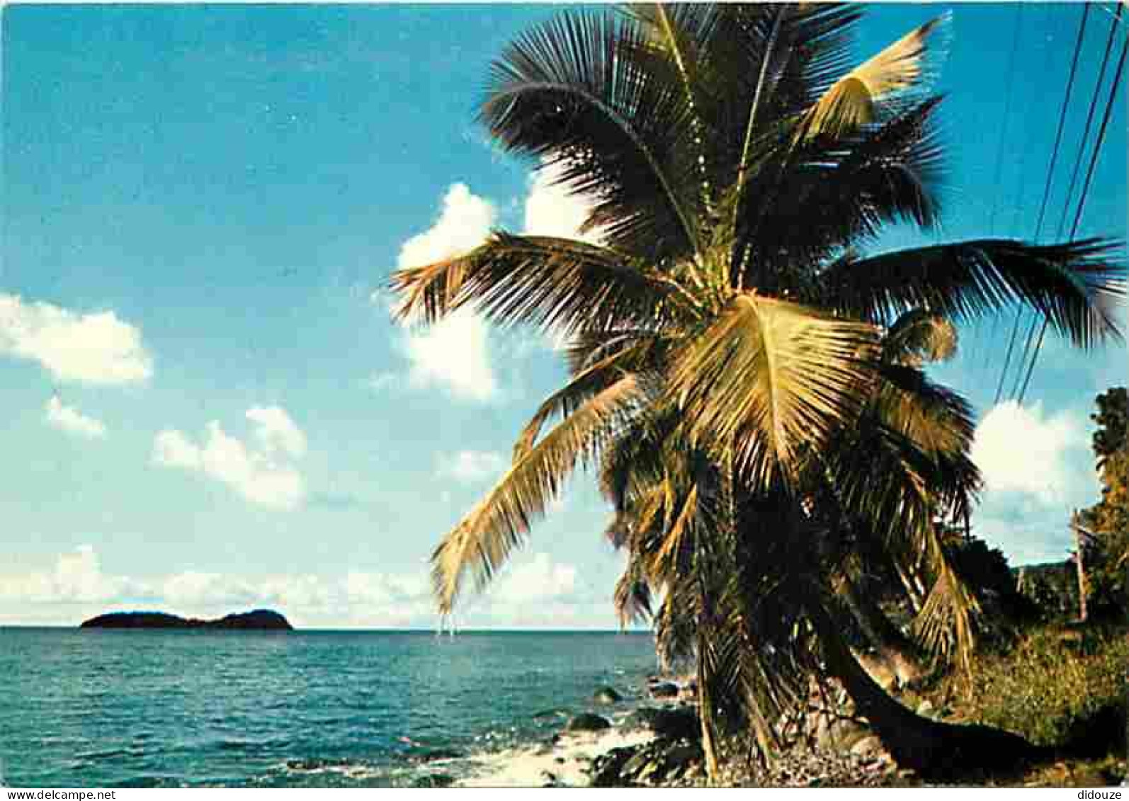 Antilles - Rivage Caraibe - CPM - Voir Scans Recto-Verso - Otros & Sin Clasificación