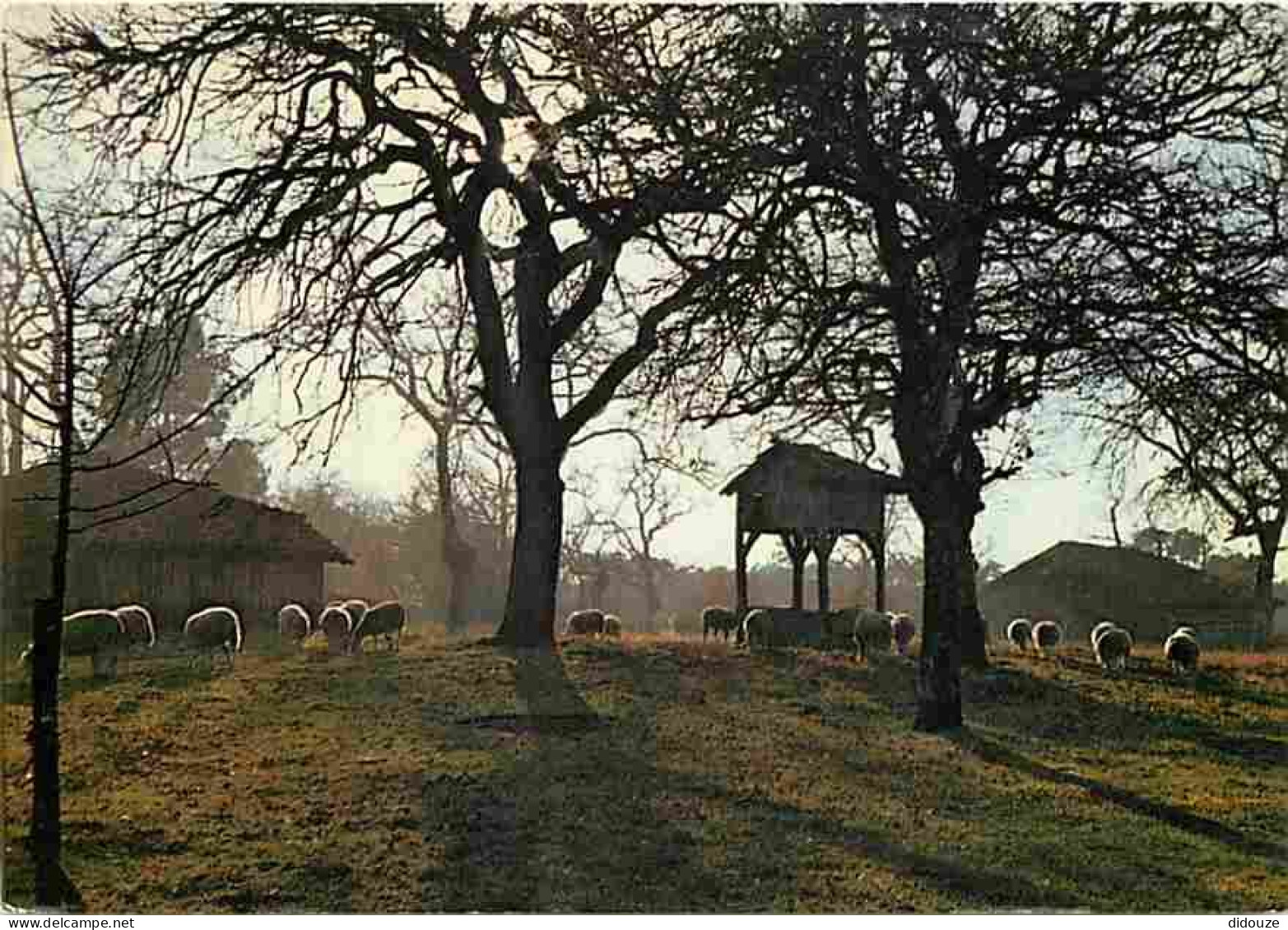 40 - Sabres - Parc  Naturel Régional Des Landes De Gascogne - Pacage Sur L'airial - CPM - Voir Scans Recto-Verso - Sabres