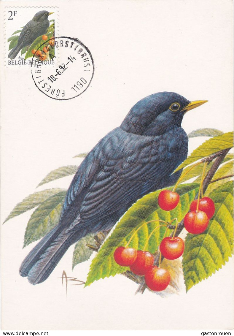 Carte Maximum Belgique Oiseau Bird Buzin 2458 Merle 1992 - 1991-2000