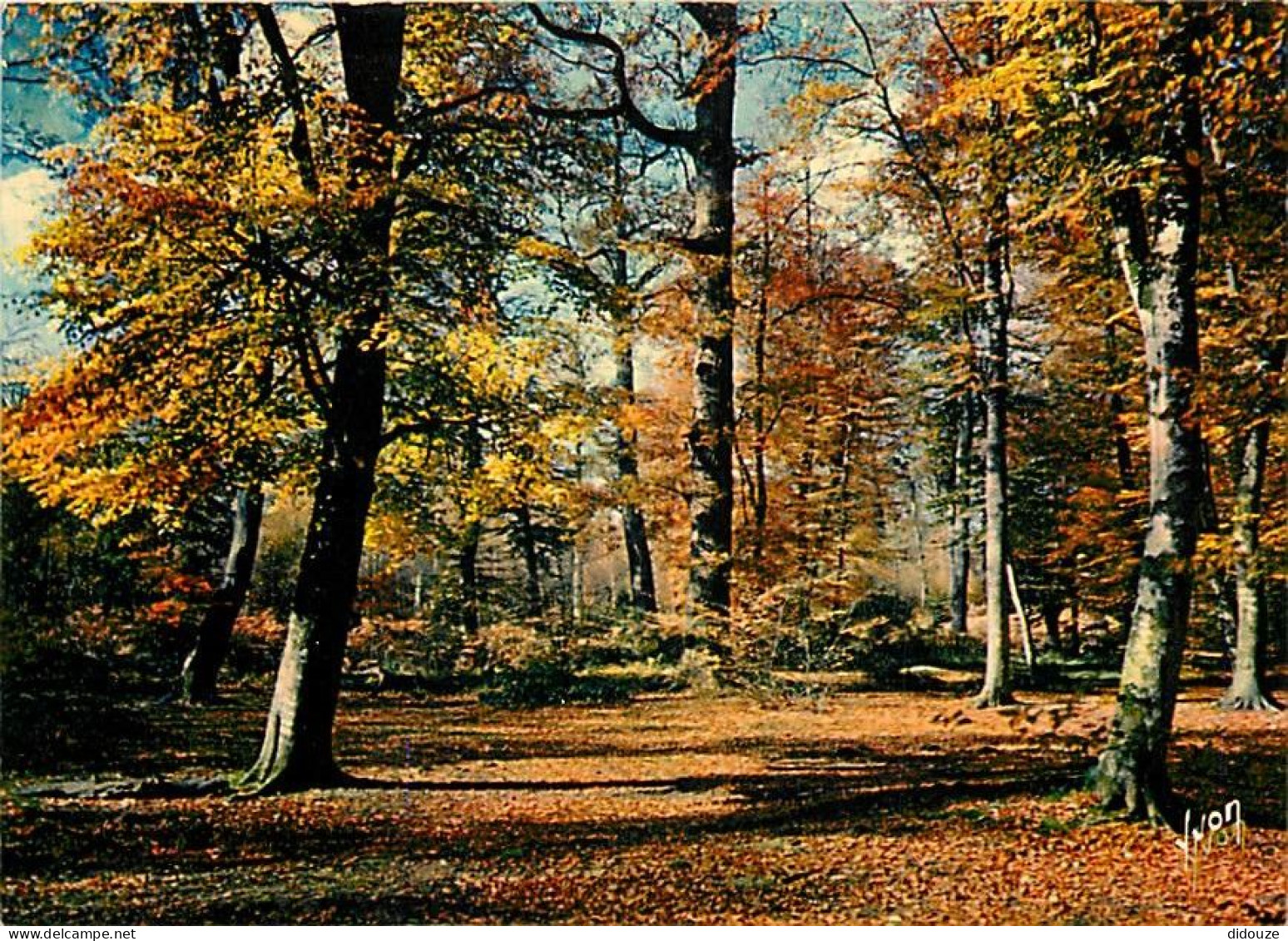 Forêt - Arbres - CPM - Voir Scans Recto-Verso - Bäume