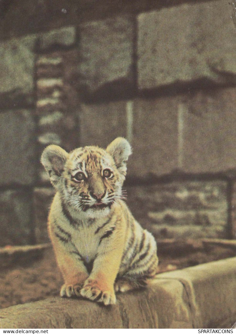 TIGRE Animaux Vintage Carte Postale CPSM #PBS056.FR - Tiger