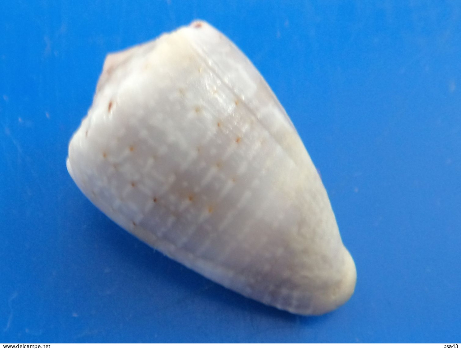 Conus Coronatus Philippines (Siargao) 25,9mm F+++ N5 - Coquillages