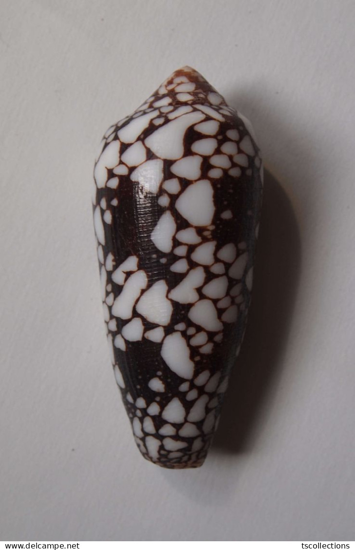 Conus Episcopatus - Coquillages