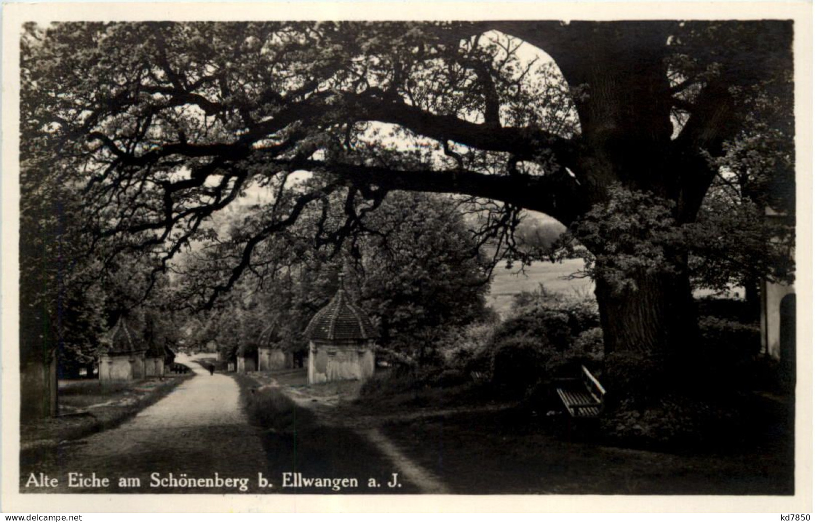 Alte Eiche Am Schönenberg Bei Ellwangen - Ellwangen