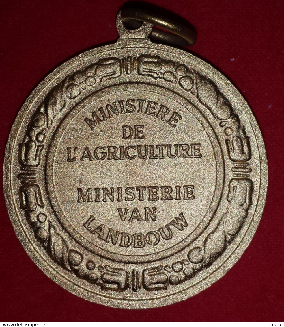 Belgique - 3 Médailles Concours Agricole 3 Têtes De Cochon Ministère Agriculture Ministerie Van Landbouw - Professionals / Firms