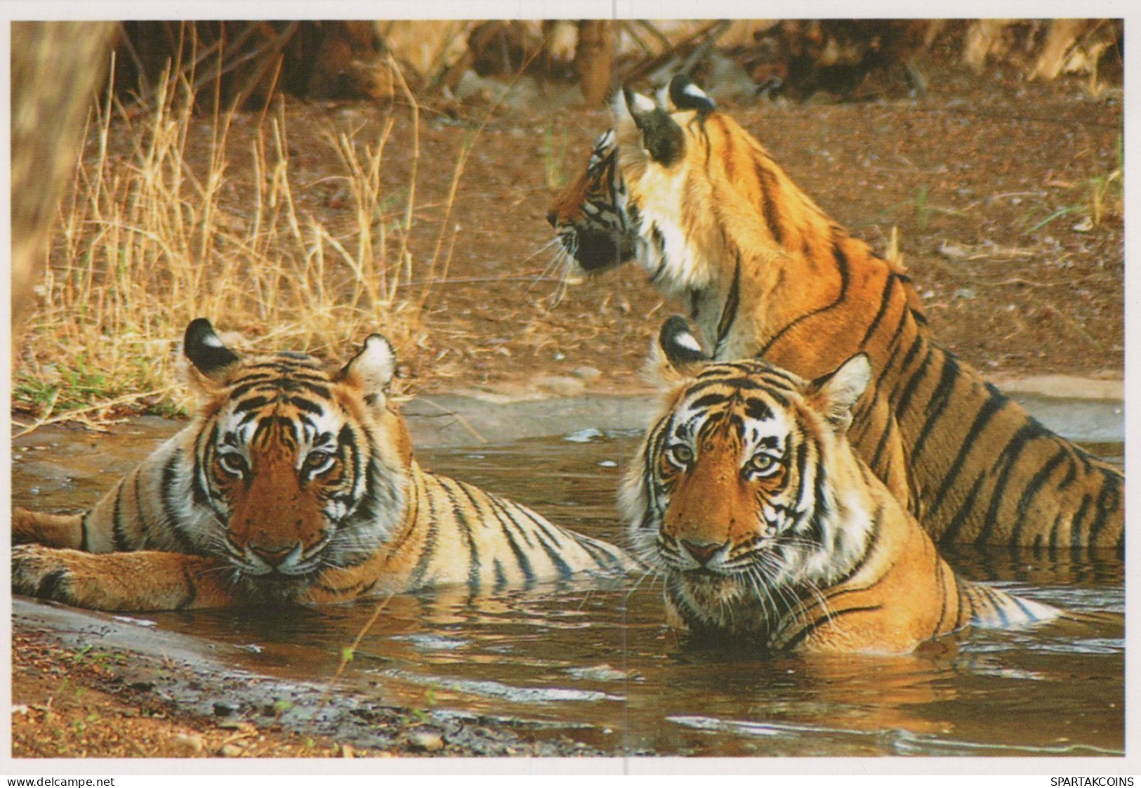 TIGRE GATO GRANDE Animales Vintage Tarjeta Postal CPSM Unposted #PAM031.ES - Tigres