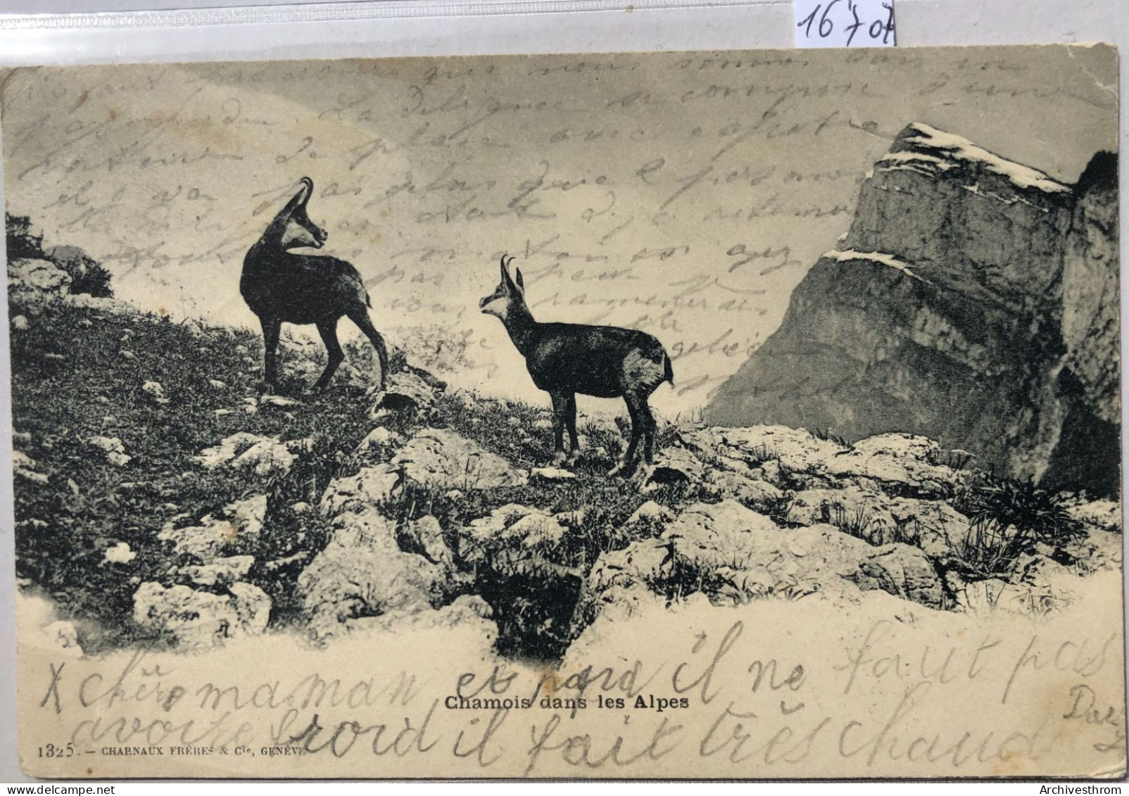 Chamois Dans Les Alpes ; écrite Par Un Enfant En 1901 (16'707) - Evolène